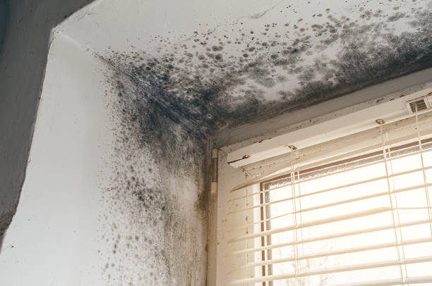 Affordable Basement Mold Removal solutions in Shady Side, MD